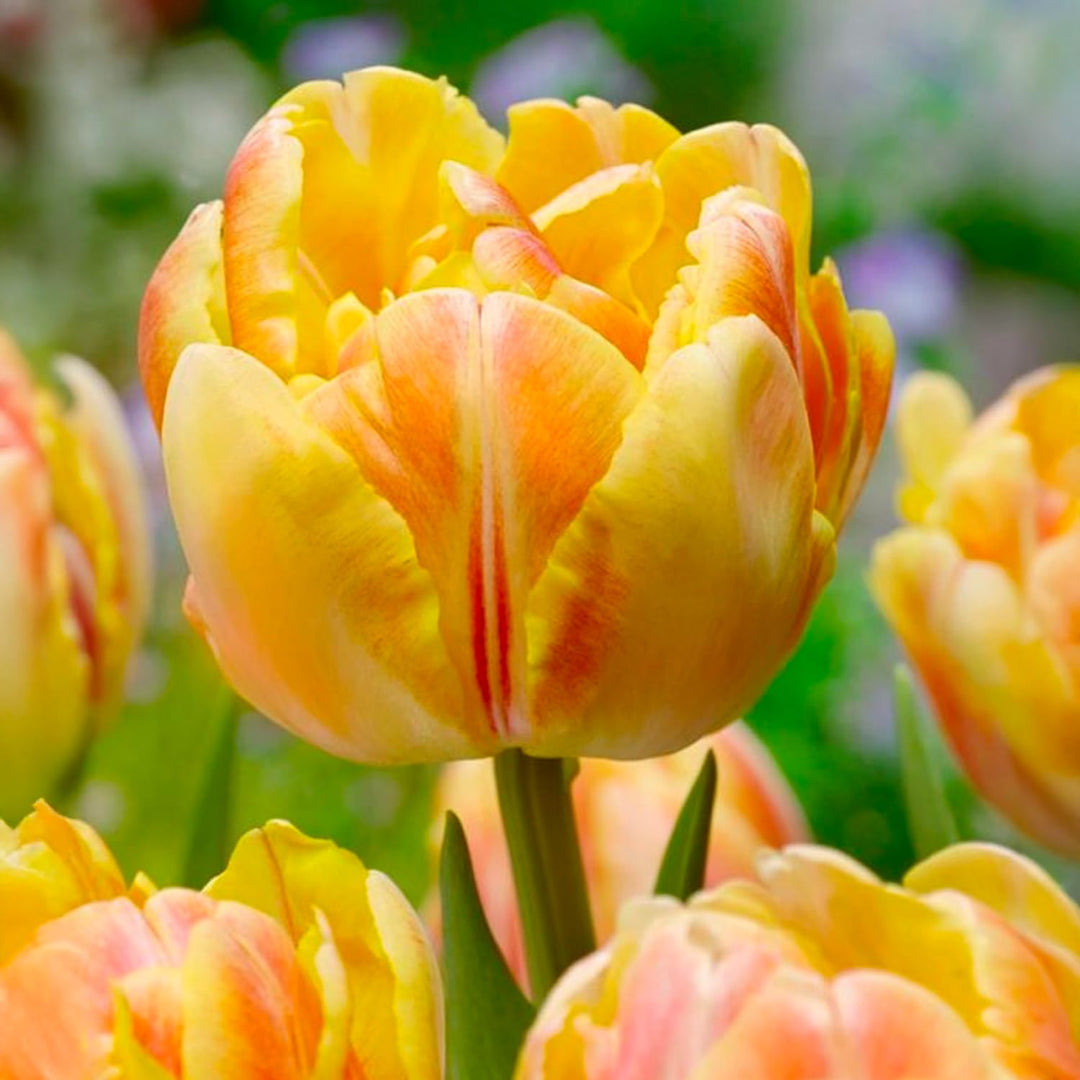 Tulip 'Foxy Foxtrot' (Double Early) - 8 Bulbs