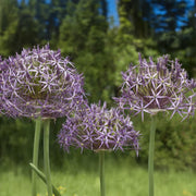 Allium ‘Cristophii’ - 5 Bulbs