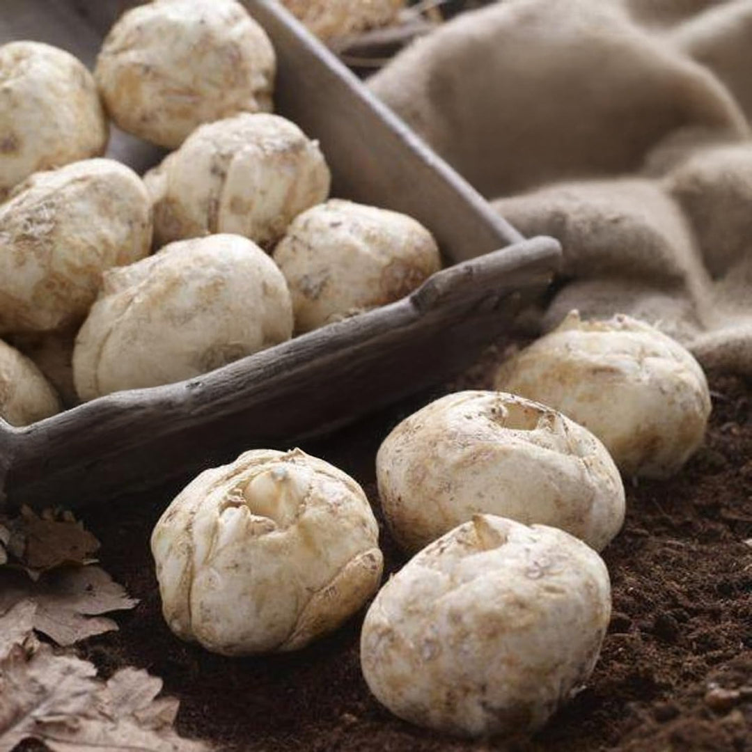 Fritillaria imperialis RUBRA - 1 Bulb