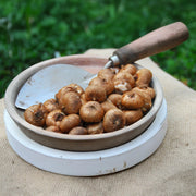 Crocus tommasinianus 'Hummingbird' - 15 Bulbs