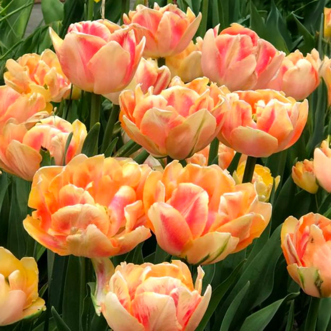 Tulip 'Foxy Foxtrot' (Double Early) - 8 Bulbs