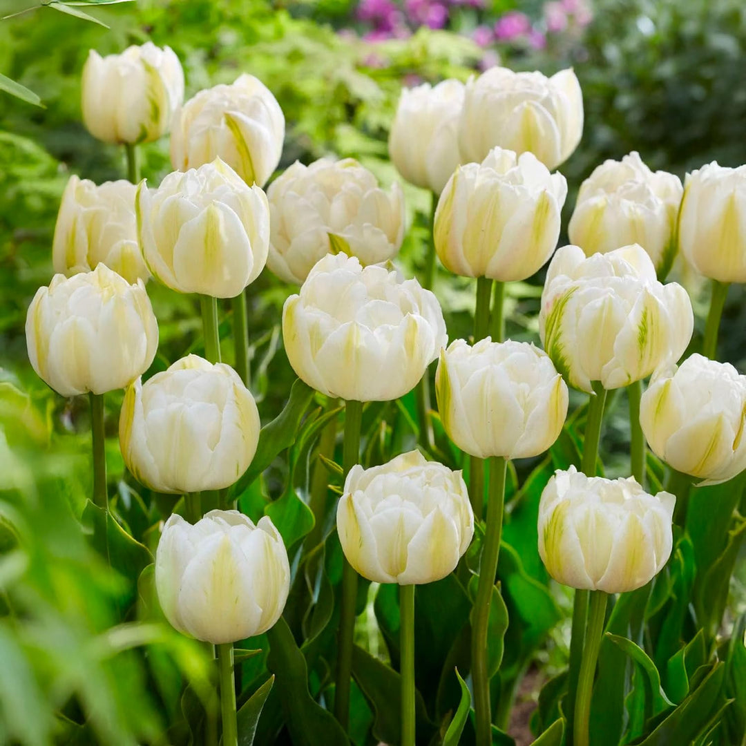 Tulip 'Mount Tacoma' (Double Late) - 8 Bulbs