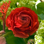 Load image into Gallery viewer, Ranunculus (Buttercups), RED - 10 Bulbs

