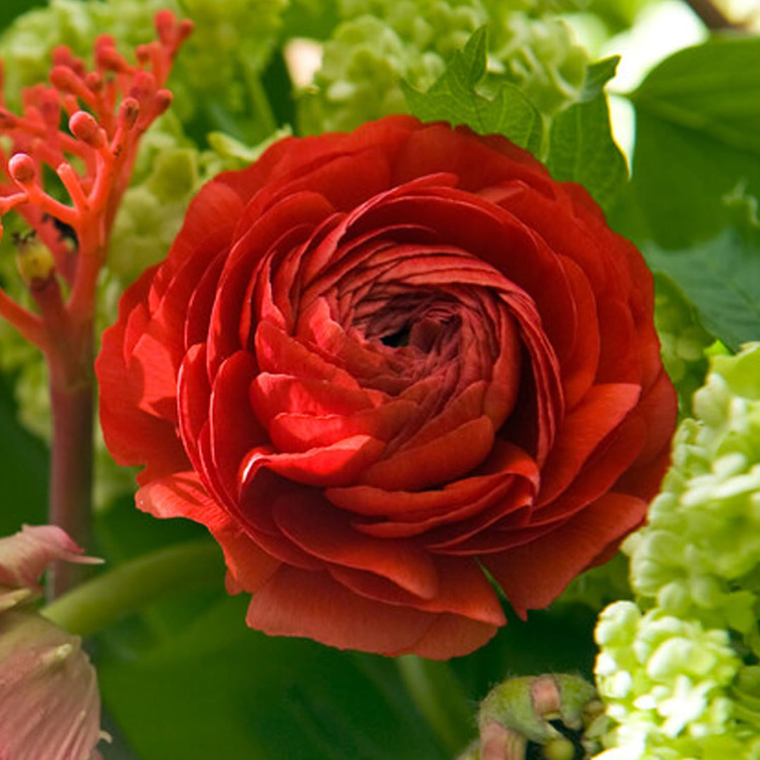 Ranunculus (Buttercups), RED - 10 Bulbs