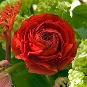 Ranunculus (Buttercups), RED - 10 Bulbs