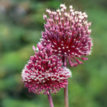 Load image into Gallery viewer, Allium ‘Red Mohican’ - 2 Bulbs
