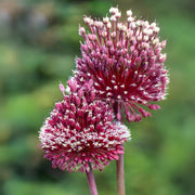 Allium ‘Red Mohican’ - 2 Bulbs
