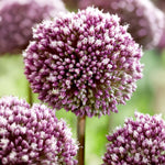 Carica l&#39;immagine nel visualizzatore Galleria, Allium &#39;Summer Drummer&#39; - 3 Bulbi
