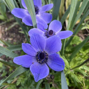 Anemone coronaria ‘Mr Fokker' - 10 Bulbs