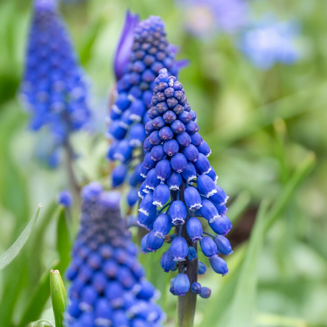 Muscari armeniacum - 20 Bulbs
