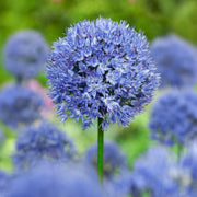 Allium azureum - 15 Bulbs
