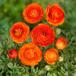 Load image into Gallery viewer, Ranunculus (Buttercups), ORANGE - 10 Bulbs
