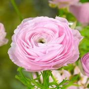 Ranunculus (Buttercups), PINK - 10 Bulbs