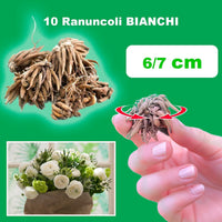 Ranuncoli BIANCHI (10 Bulbi)
