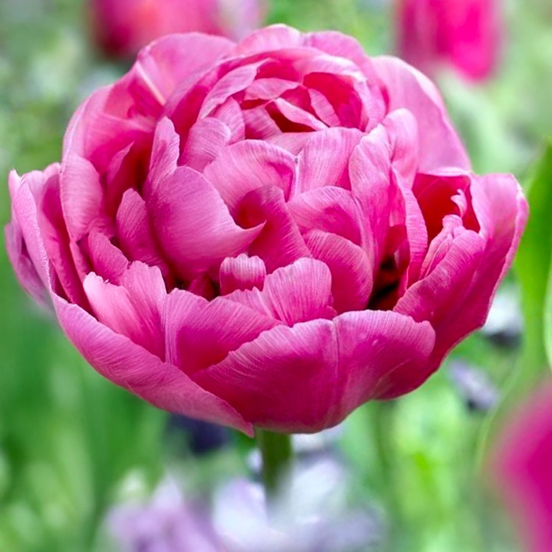 Tulip 'Sunset Tropical' (Double Early) - 8 Bulbs