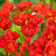 Freesia Double, RED - 10 Bulbs
