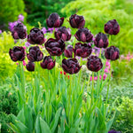 Load image into Gallery viewer, Tulip &#39;Black Hero&#39; (Double Late) - 8 Bulbs
