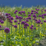 Load image into Gallery viewer, Allium giganteum ‘Ambassador’ - 1 Bulb
