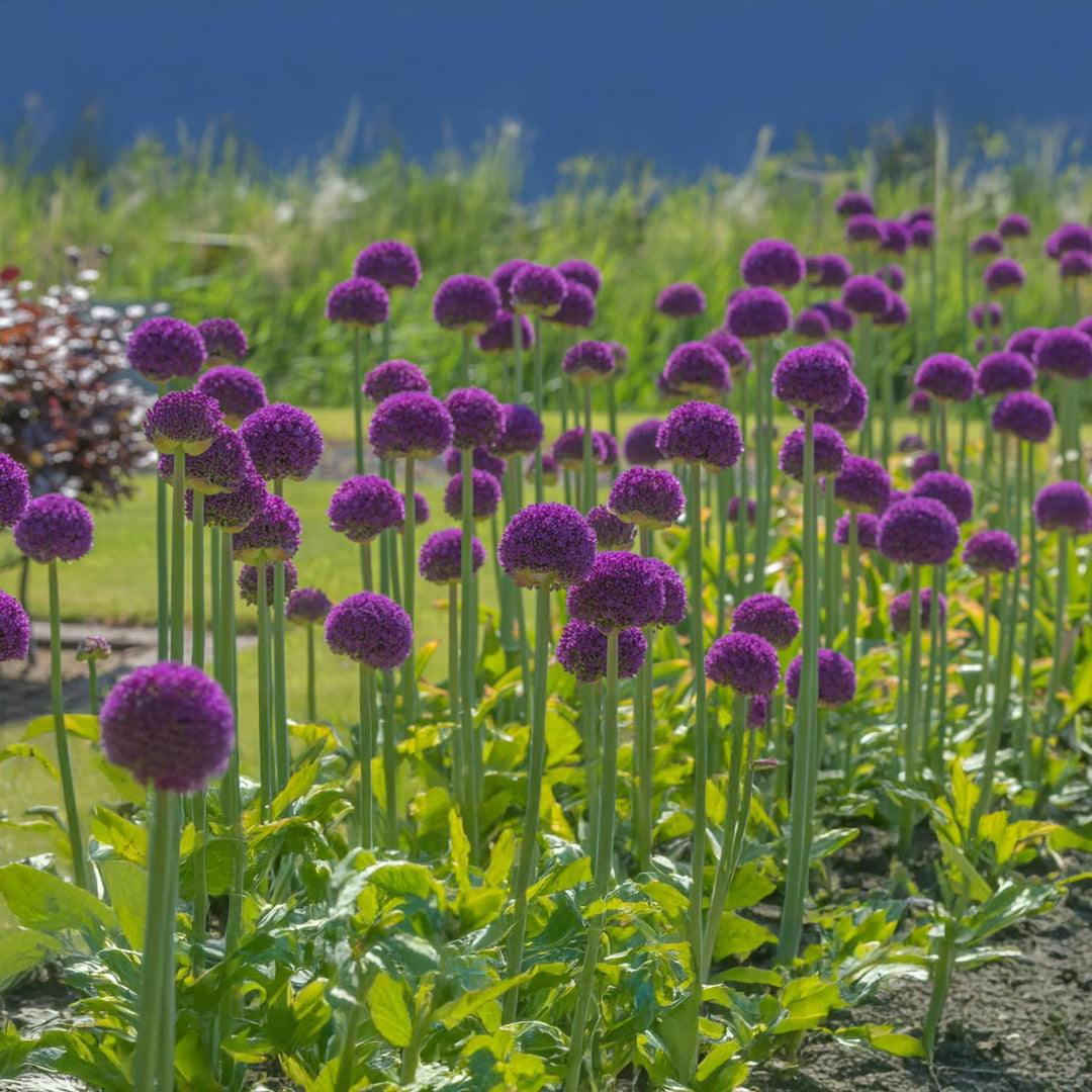 Allium giganteum ‘Ambassador’ - 1 Bulb