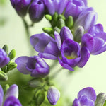 Load image into Gallery viewer, Freesia Double, BLUE - 10 Bulbs
