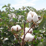 Load image into Gallery viewer, Peculiar Plant SEEDS KIT- 5 Bags SEEDS (Cape Gooseberry-Physalis peruviana, Lemongrass-Cymbopogon, Cotton Plants-Gossypium, Mexican Mini Cucumber, Sensitive Plant (Mimosa Pudica)
