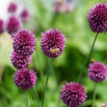 Carica l&#39;immagine nel visualizzatore Galleria, Allium sphaerocephalum - 25 Bulbi
