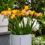 Load image into Gallery viewer, Freesia Double, YELLOW - 10 Bulbs
