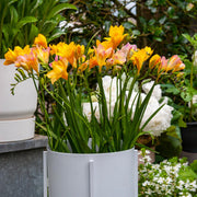 Freesia Double, YELLOW - 10 Bulbs