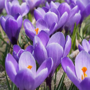 Crocus vernus 'Grand Maître' - 10 Bulbs