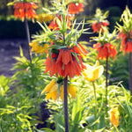 Load image into Gallery viewer, Fritillaria imperialis RUBRA - 1 Bulb

