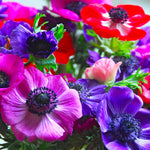 Load image into Gallery viewer, Anemone coronaria &#39;De Caen&#39; - 15 Bulbs
