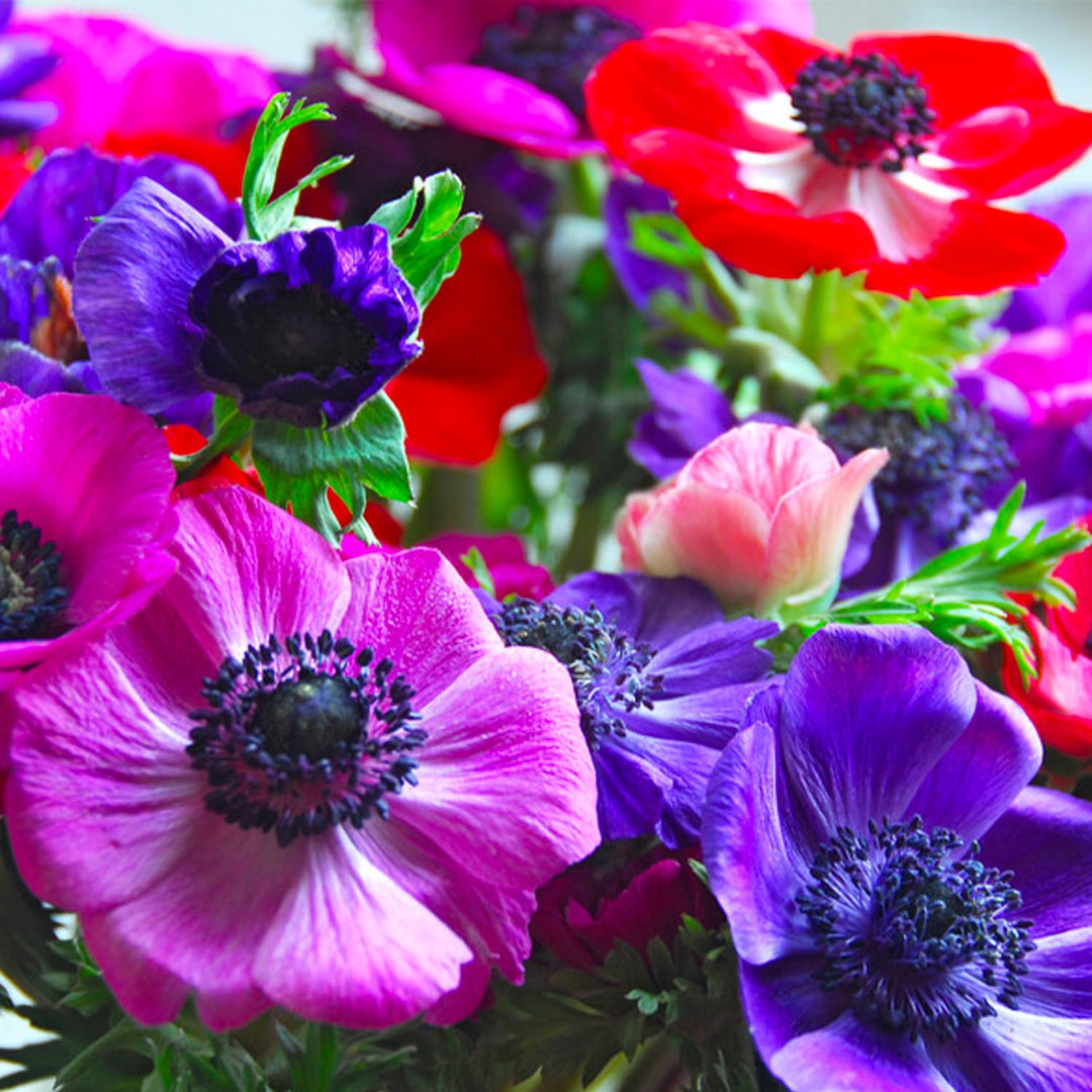 Anemone coronaria 'De Caen' - 15 Bulbs