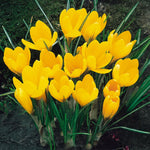 Load image into Gallery viewer, Crocus &#39;Yellow Mammouth&#39; - 10 Bulbs
