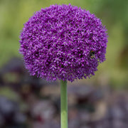 Allium giganteum ‘Ambassador’ - 1 Bulb