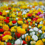 Load image into Gallery viewer, Ranunculus (Buttercups), MIXED - 10 Bulbs
