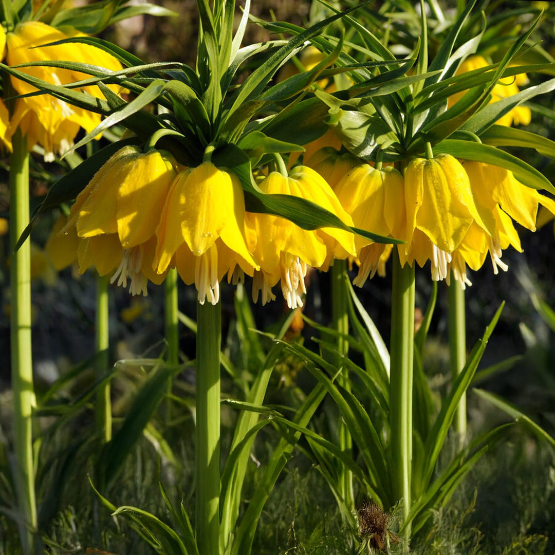 Fritillaria imperialis ‘Lutea Maxima’ - 1 Bulb