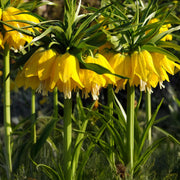 Fritillaria imperialis ‘Lutea Maxima’ - 1 Bulb