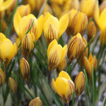 Load image into Gallery viewer, Crocus chrysanthus ‘Fuscotinctus’ - 15 Bulbs
