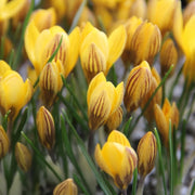 Crocus chrysanthus ‘Fuscotinctus’ - 15 Bulbs