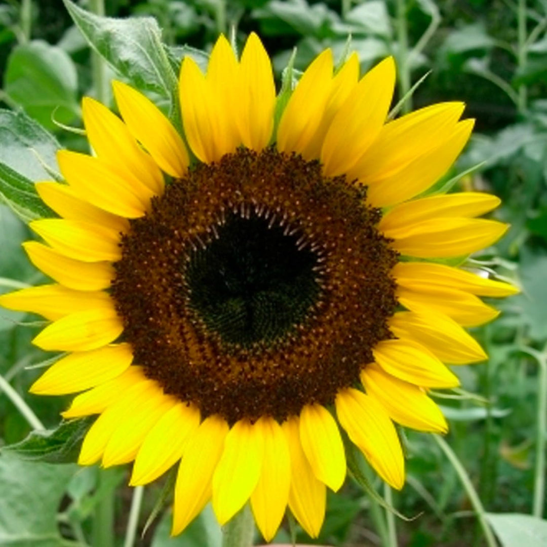 SUNFLOWER SEED KIT | 5 Seed Packets | Abend Sonne | Dwarf Big Smile | Bronze King | Full Sun | Double Dwarf Ornamental