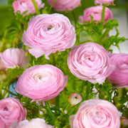 Ranunculus (Buttercups), PINK - 10 Bulbs
