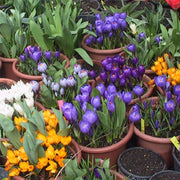 Crocus vernus, MIXED - 10 Bulbs
