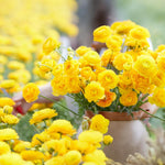 Load image into Gallery viewer, Ranunculus, YELLOW - 10 Bulbs
