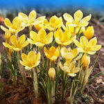 Load image into Gallery viewer, Crocus chrysanthus ‘Romance’ - 15 Bulbs
