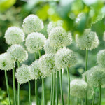 Load image into Gallery viewer, Allium ‘Mount Everest’ - 2 Bulbs
