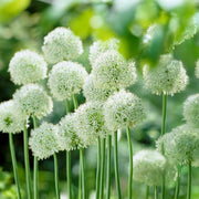 Allium ‘Mount Everest’ - 2 Bulbs