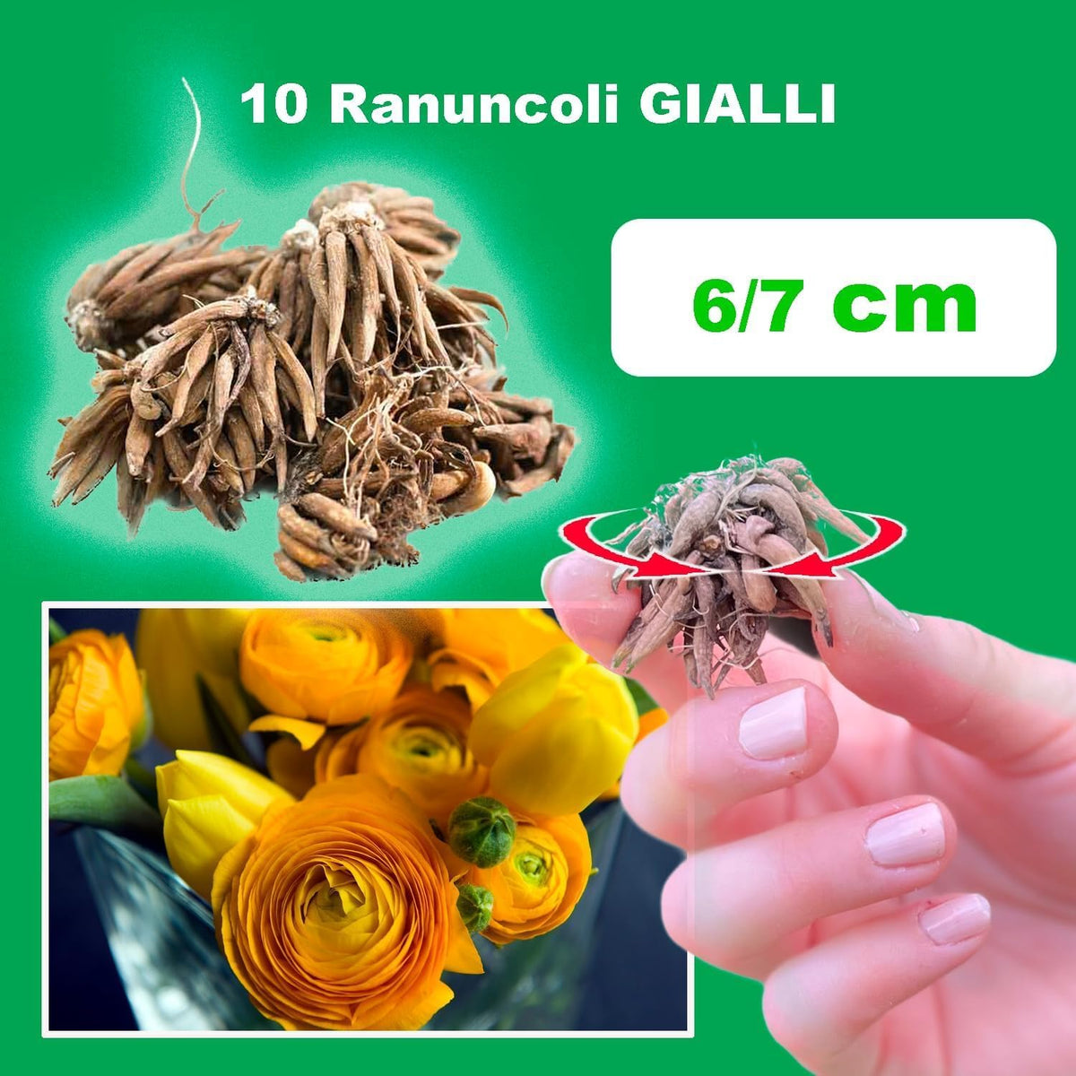Ranuncoli GIALLI (10 Bulbi)
