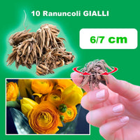 Ranuncoli GIALLI (10 Bulbi)