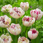 Load image into Gallery viewer, Tulip &#39;Danceline&#39; (Double Late) - 6 Bulbs
