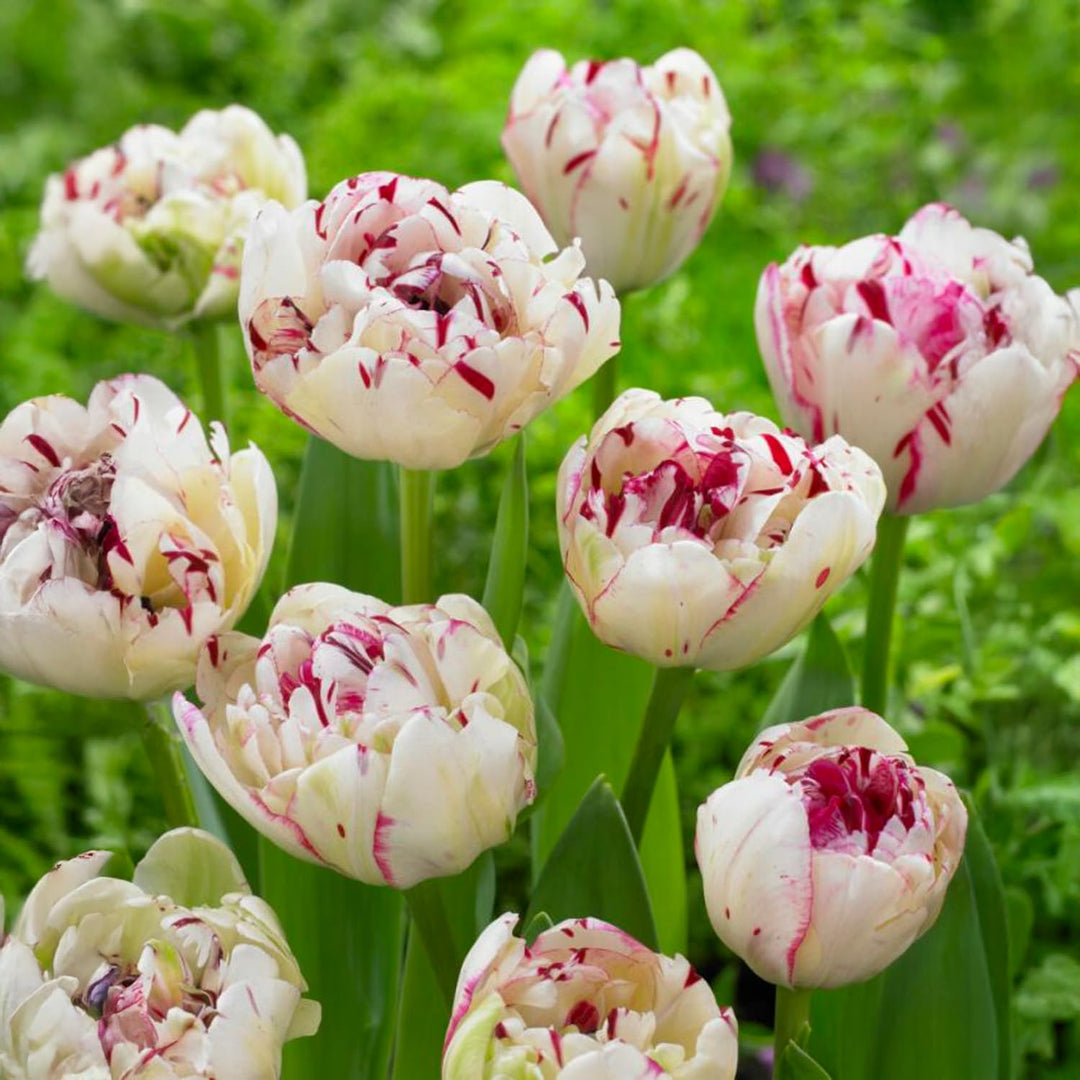 Tulip 'Danceline' (Double Late) - 6 Bulbs
